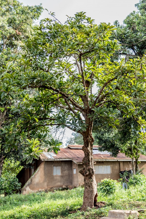 Dillenia indica - Whole tree