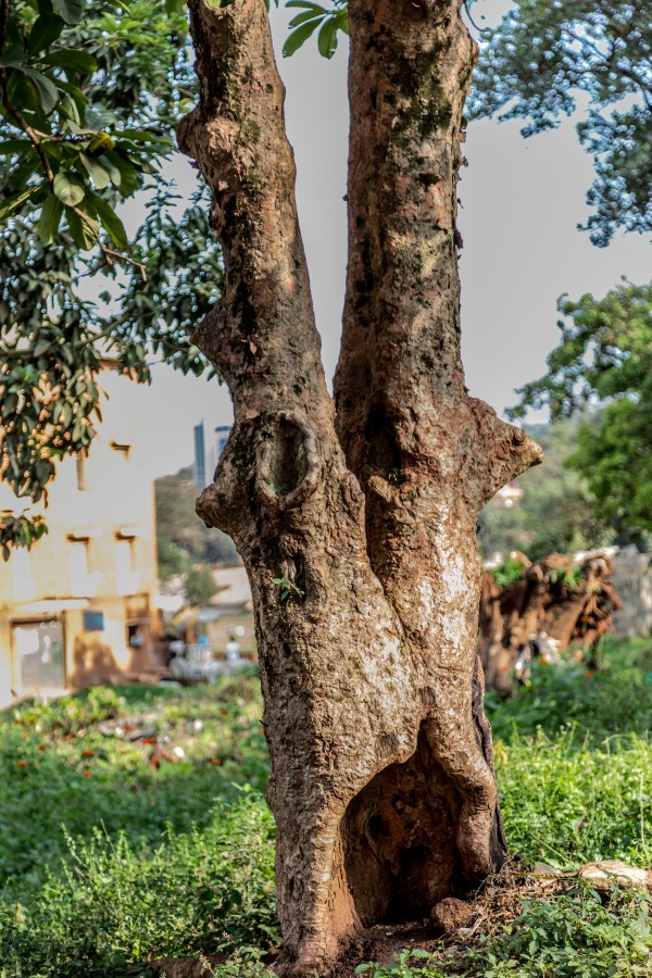 Dillenia indica - Bark