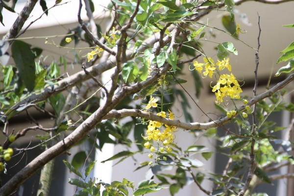 Golden Shower Tree (cassia fistula) – Urban Tropicals