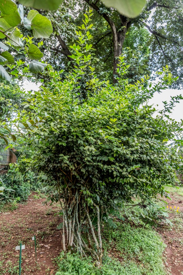 Capparis fascicularis - Whole tree