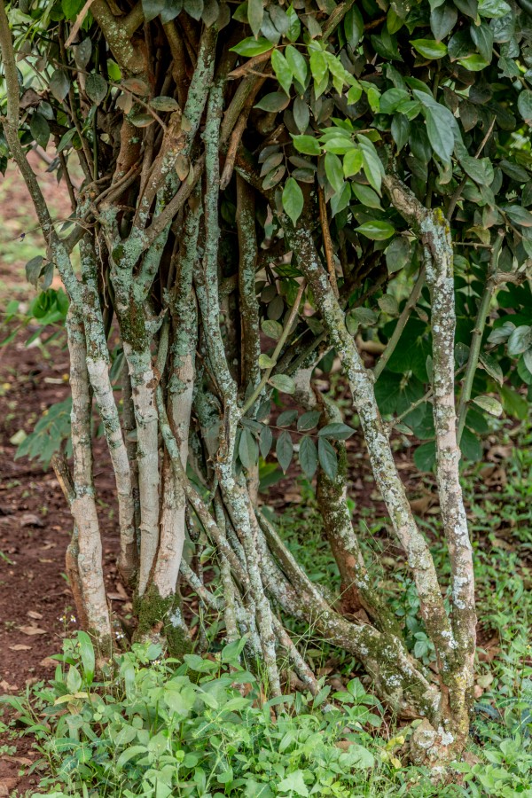 Capparis fascicularis - Bark