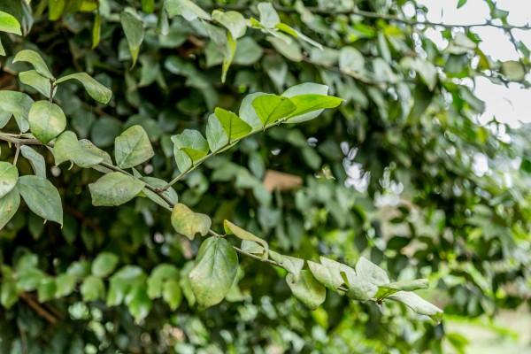 Capparis fascicularis - Leaves