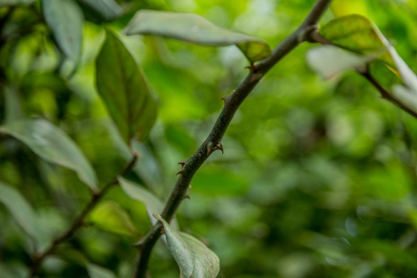 Capparis fascicularis - Thorns