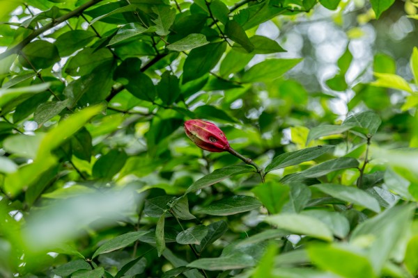 Capparis fascicularis - Fruit