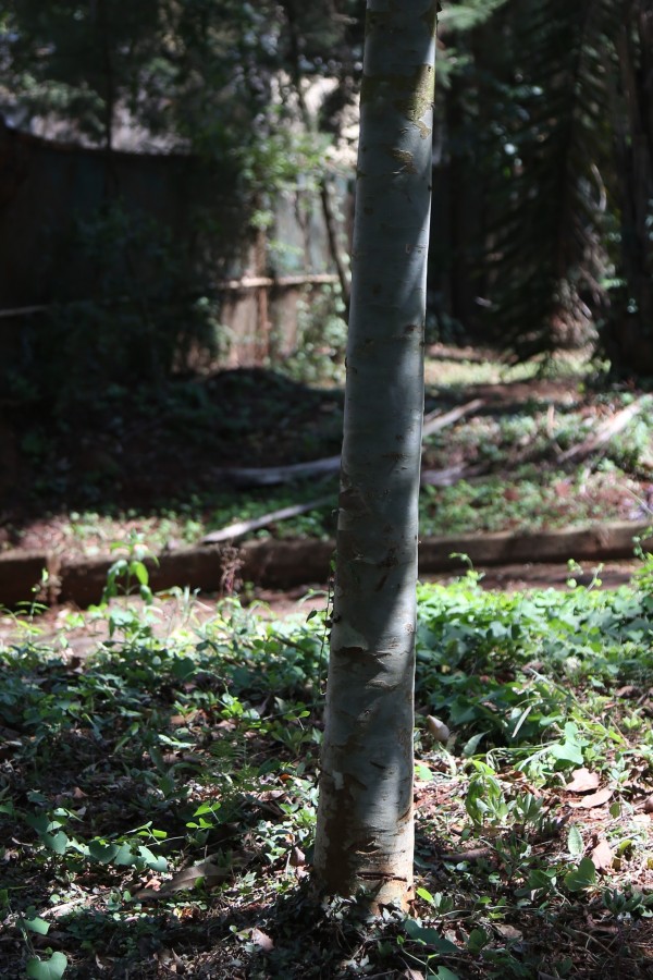 Eucalyptus foelscheana - Bark