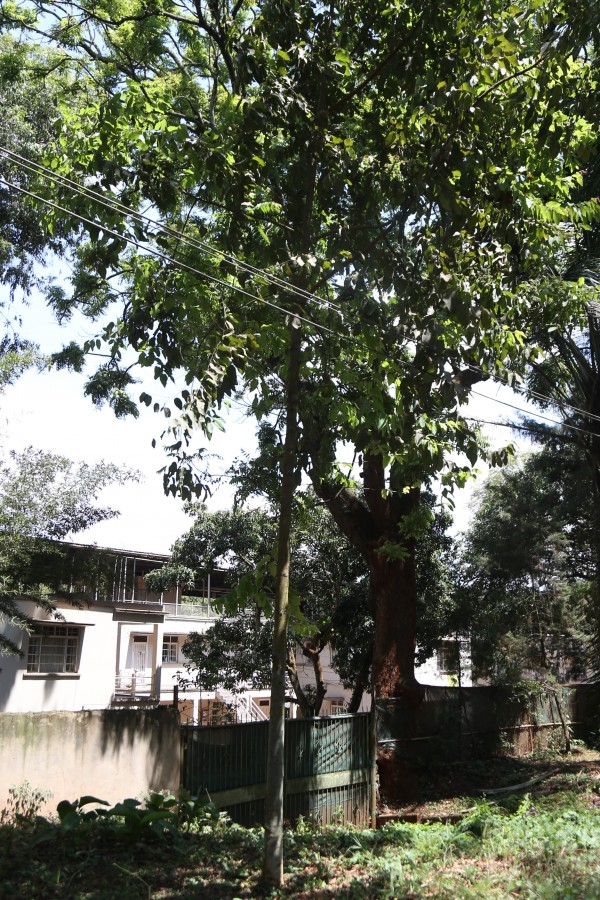 Eucalyptus foelscheana - Whole tree