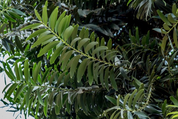 Agathis atropurpurea - Leaves