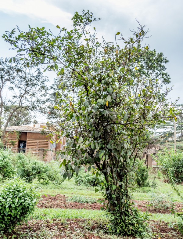 Ficus asperifolia - Whole tree