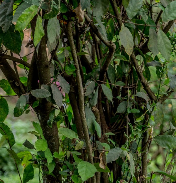 Ficus asperifolia - Bark