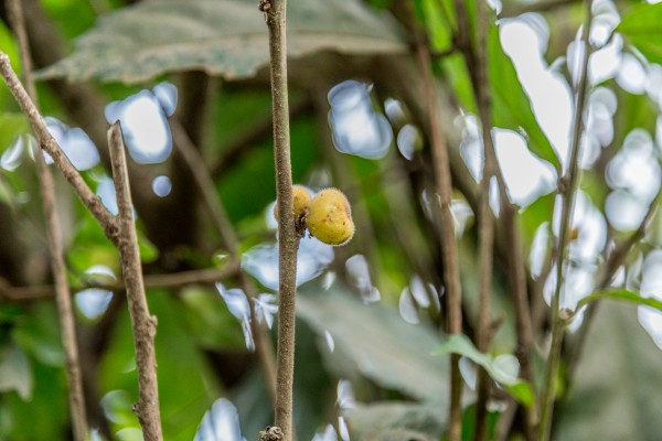 Ficus asperifolia - Fruits