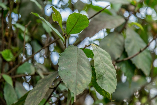 Ficus asperifolia - Leaves