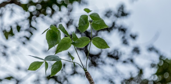 Steganotaenia araliacea - Leaves