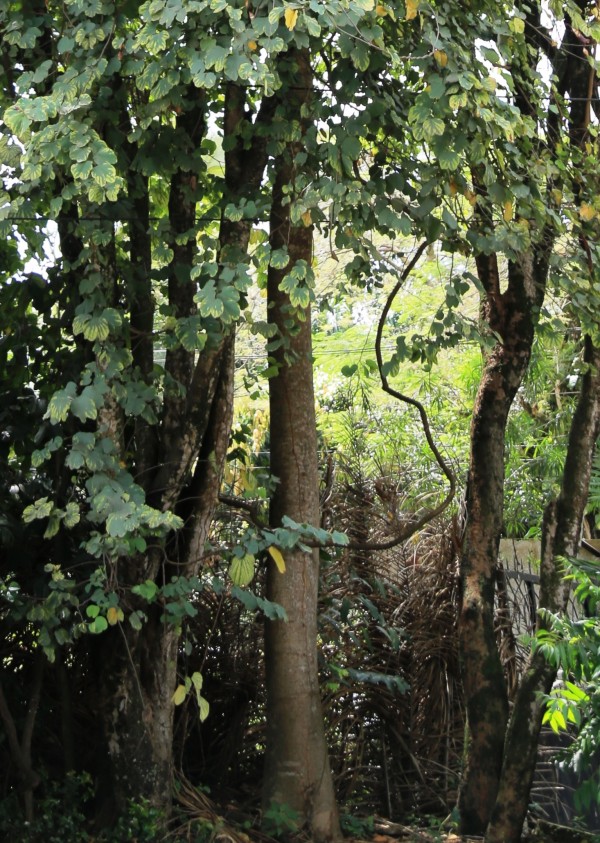 Bauhinia blakeana - Bark