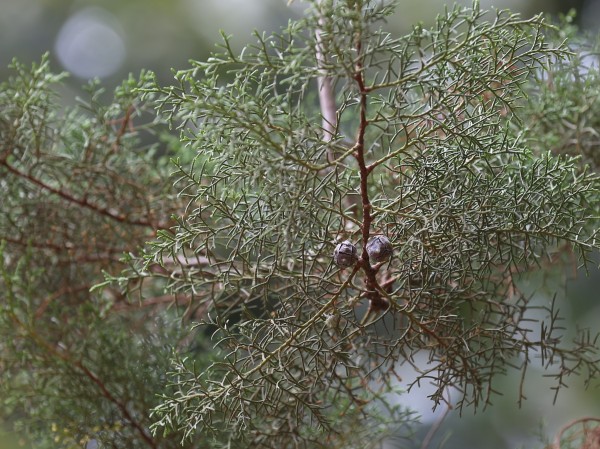 Cupressus lusitanica - fruit