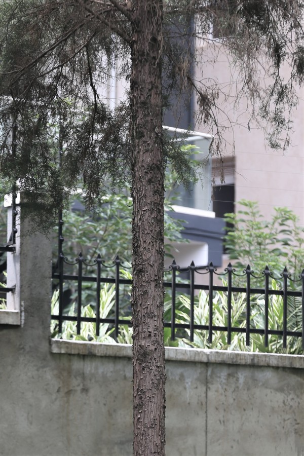 Cupressus lusitanica - stem