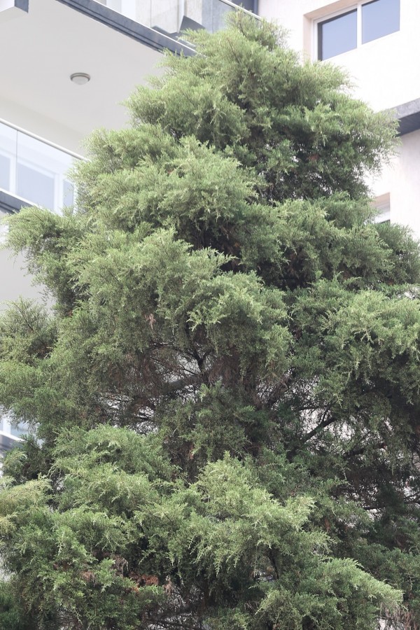 Cupressus lusitanica - leaves