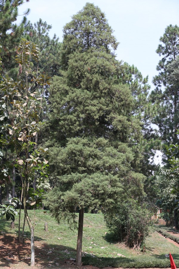 Cupressus lusitanica - whole tree