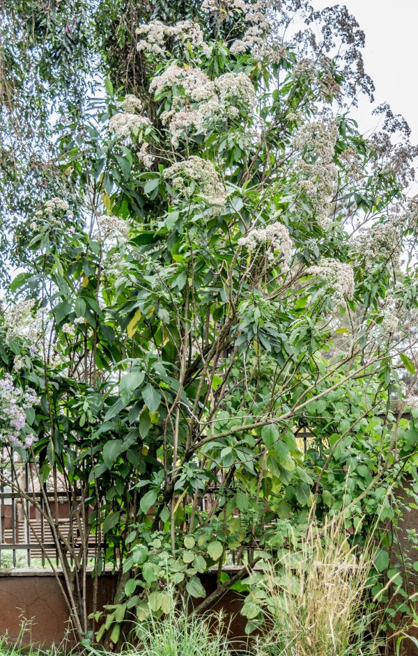 Vernonia auriculifera - Whole tree