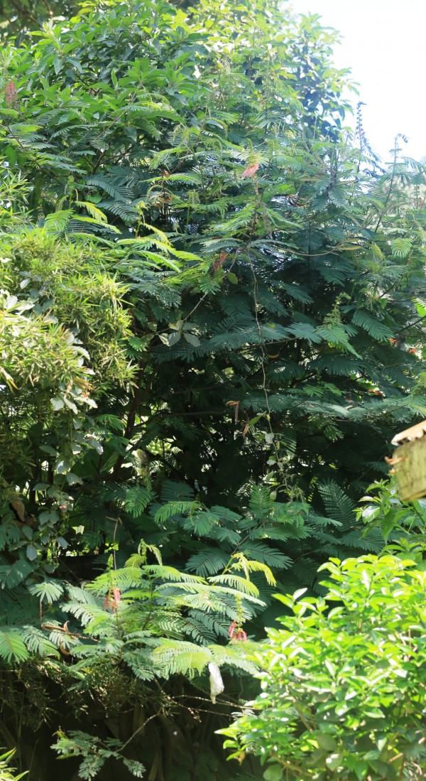 Calliandra calothyrsus - Whole tree