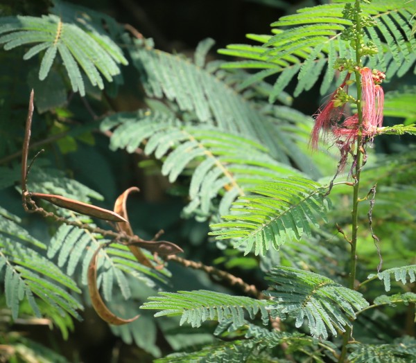 Calliandra calothyrsus - F
