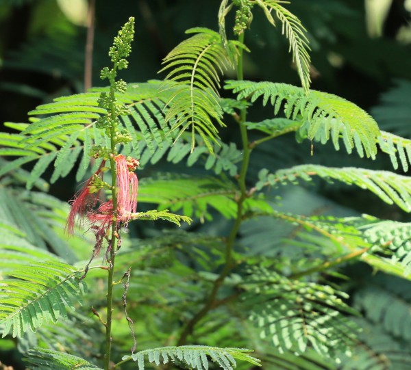 Calliandra calothyrsus - Flowers