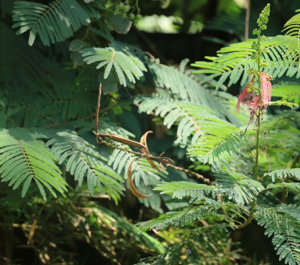 Calliandra calothyrsus - Leaves