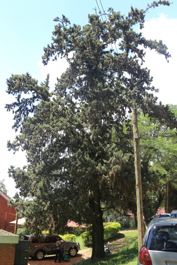 Cupressus nootkaensis - Whole tree