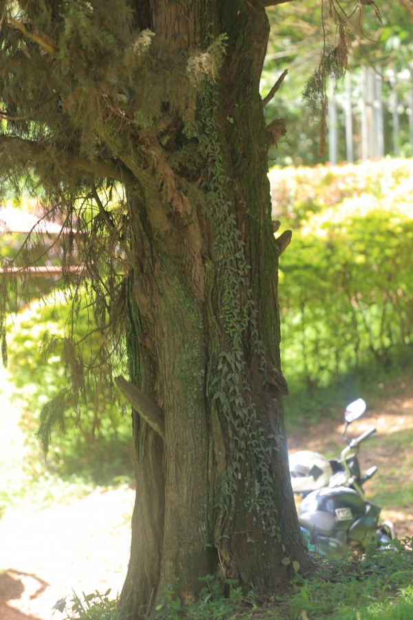 Cupressus nootkaensis - Bark