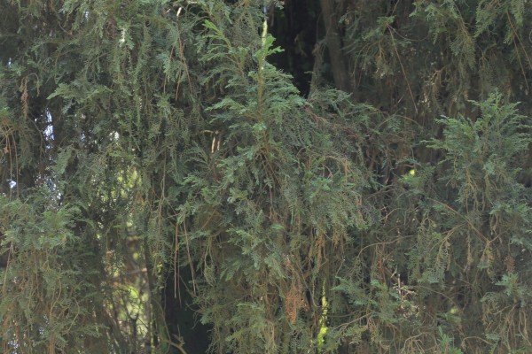 Cupressus nootkaensis - Leaves