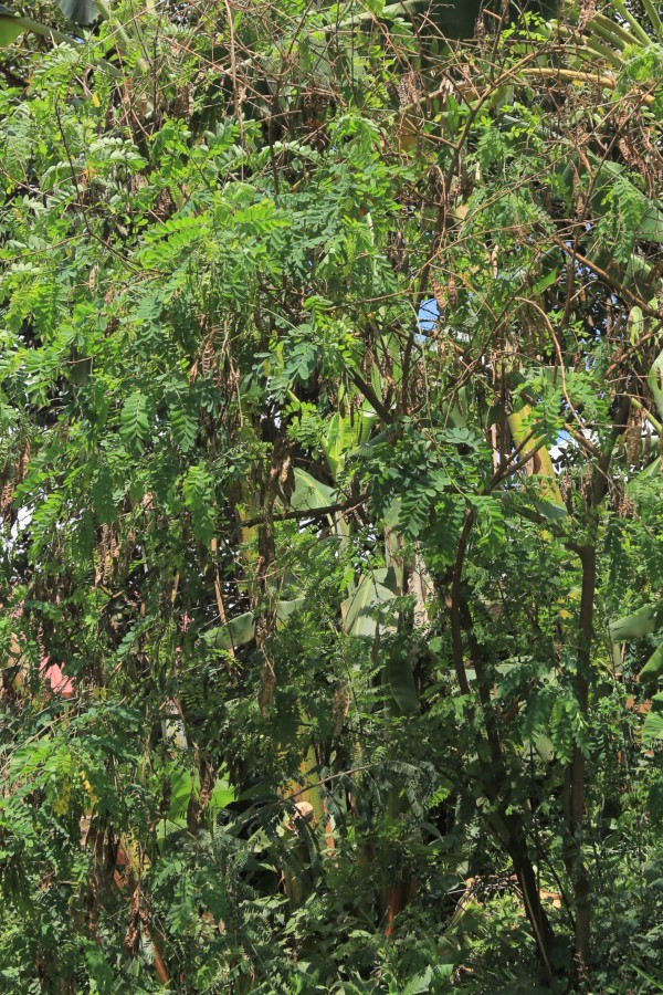 Senna surattensis - Whole tree