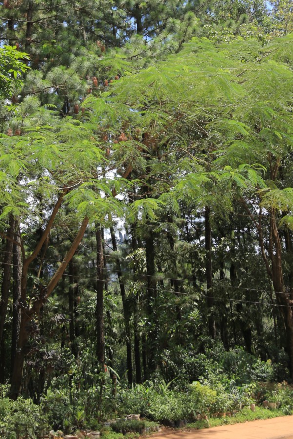 Entada abyssinica - Whole tree