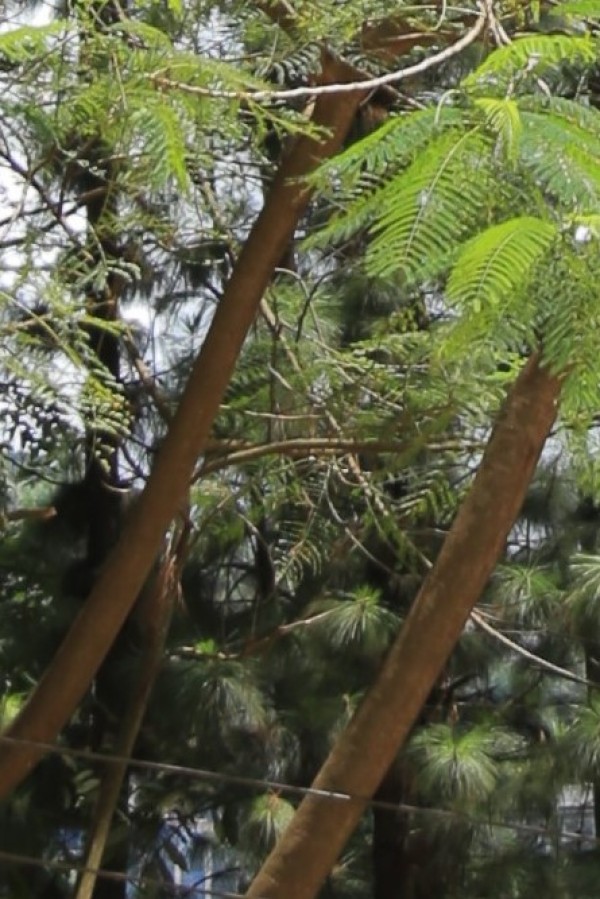 Entada abyssinica - Bark