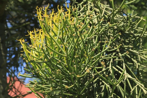 Euphorbia tirucalli - Flowers