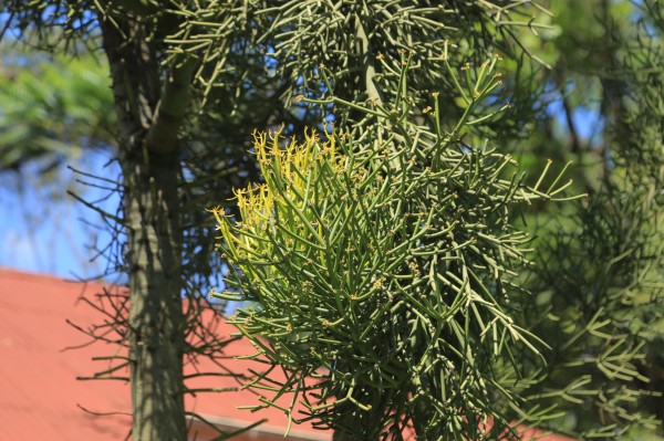 Euphorbia tirucalli - Leaves