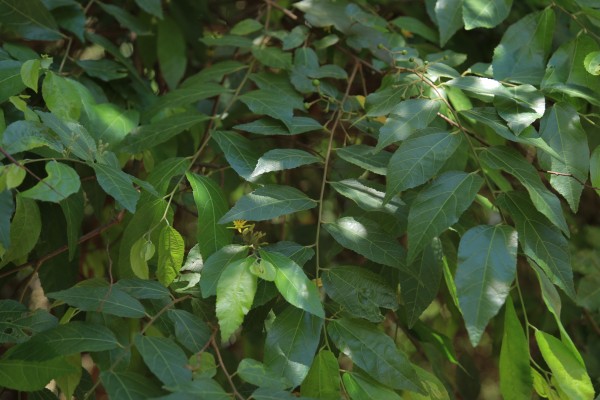 Grewia mollis - Leaves