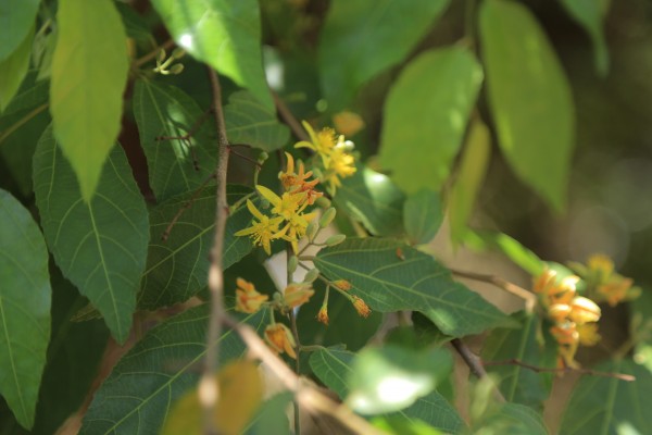 Grewia mollis - Flowers