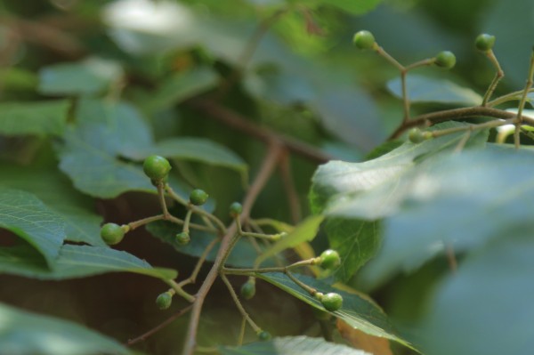 Grewia mollis - Fruits