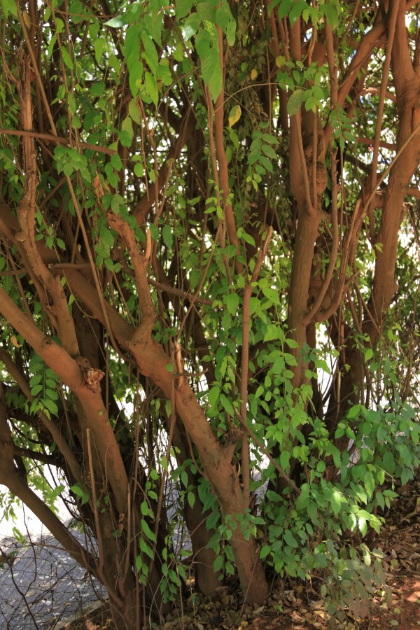 Grewia mollis - Bark