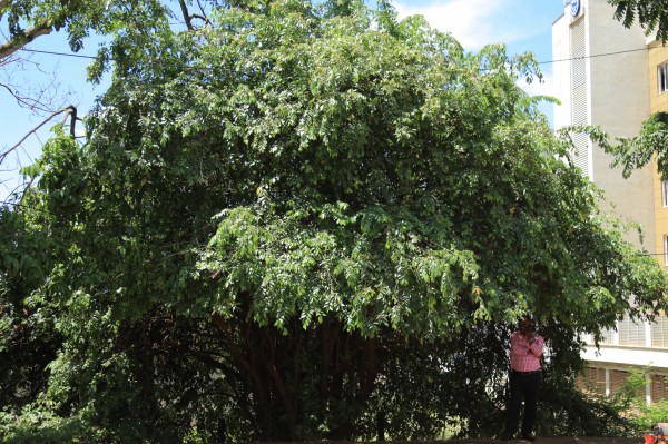 Grewia mollis - Whole tree
