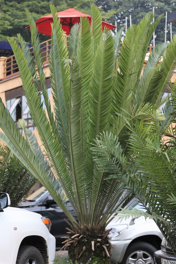 Cycas revoluta photo 2