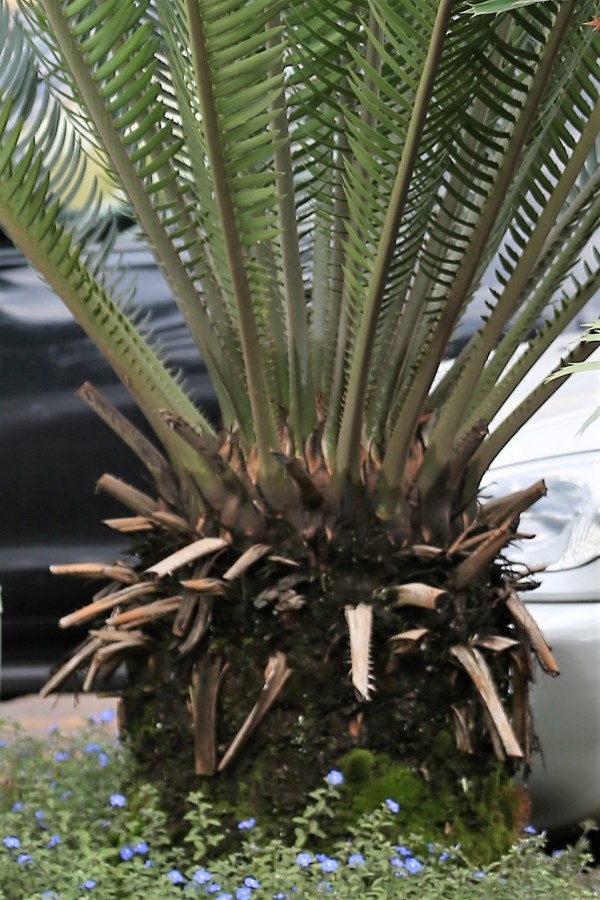Cycas revoluta photo 3