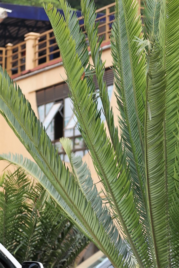 Cycas revoluta photo 4