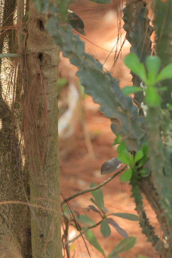 Synadenium grantii - Bark