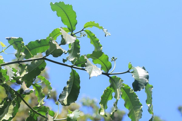 Tabernaemontana holstii (T.pachysiphon) - Leaves