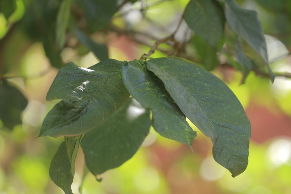 Vangueria madagascariensis (V. acutiloba) - Leaves
