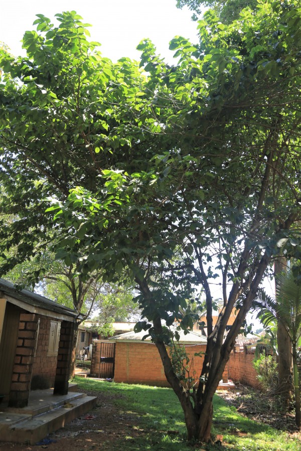 Vangueria madagascariensis (V. acutiloba) - Whole tree