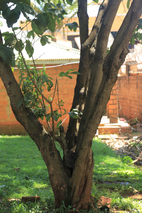 Vangueria madagascariensis (V. acutiloba) - Bark