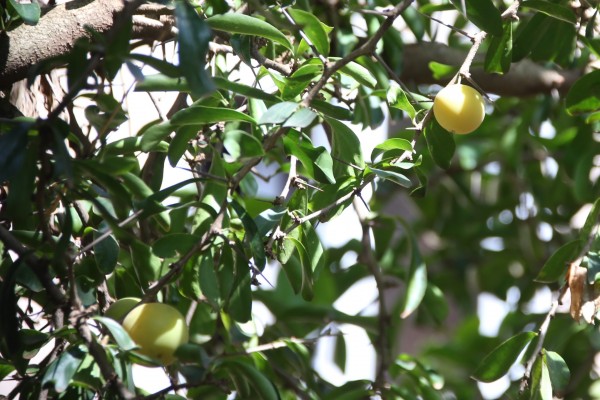 Dovyalis caffra - Fruits