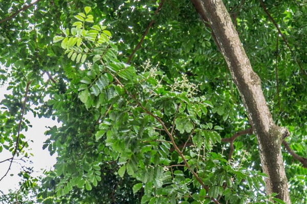 Myroxylon balsamum - Leaves