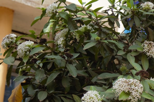 Ixora casei - Leaves